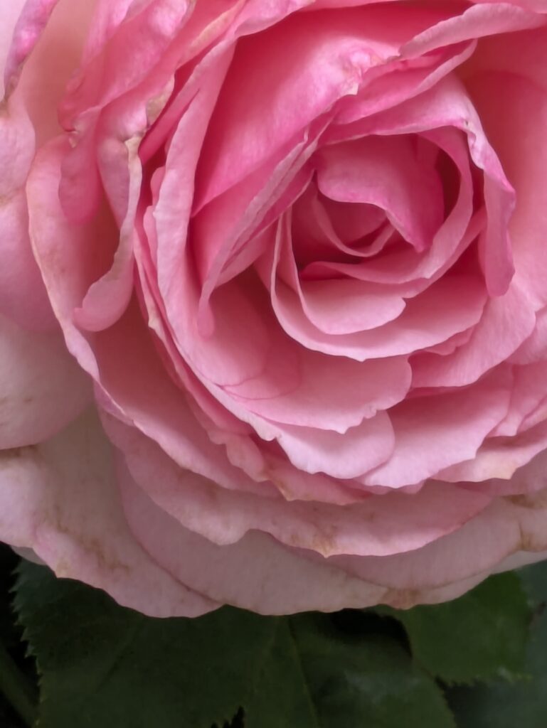 Extreme close-up of a large, fully bloomed pink rose.