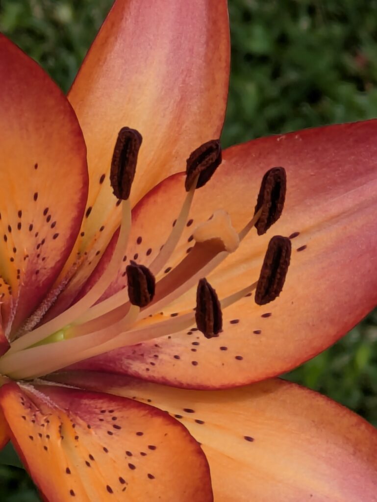 Close-up of a vibrant speckled orange and pink lily.