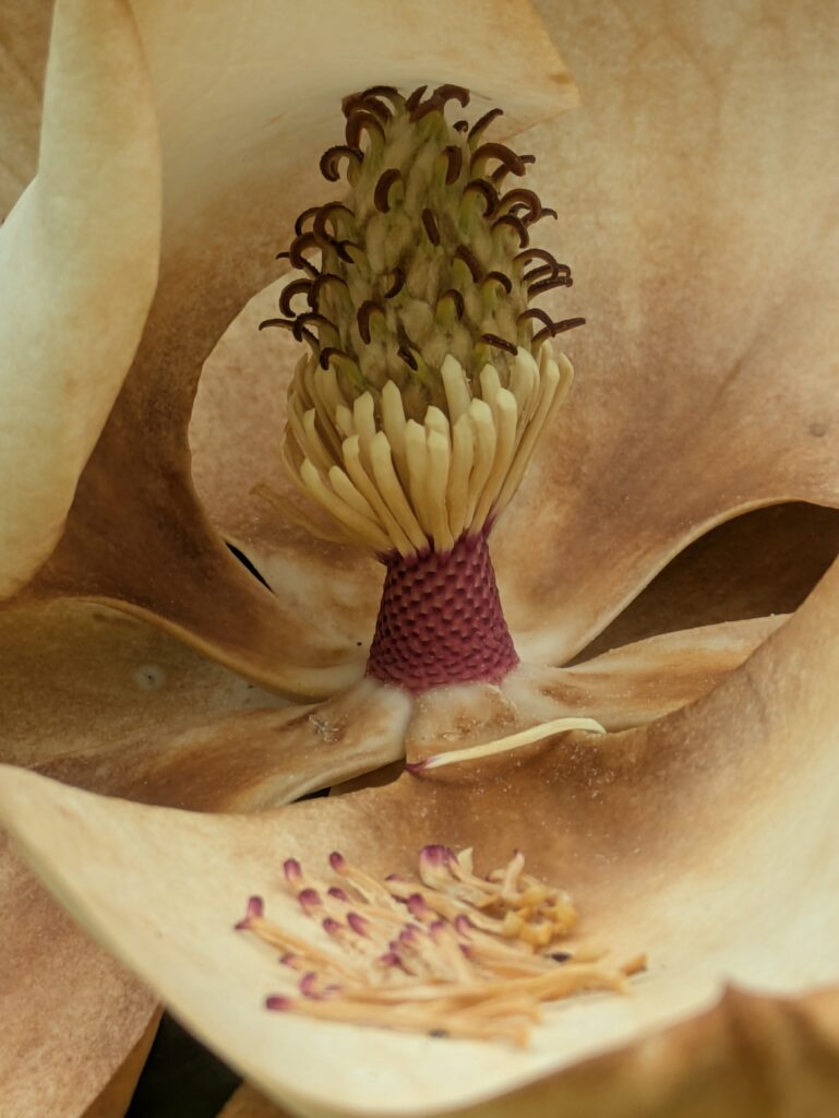 A macro view of a Southern magnolia flower's center.