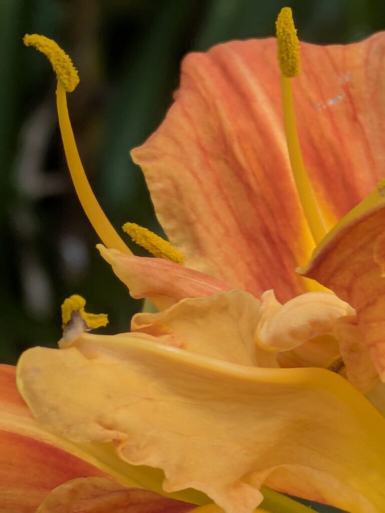 Macro shot of an orange daylily's stamen and petals.