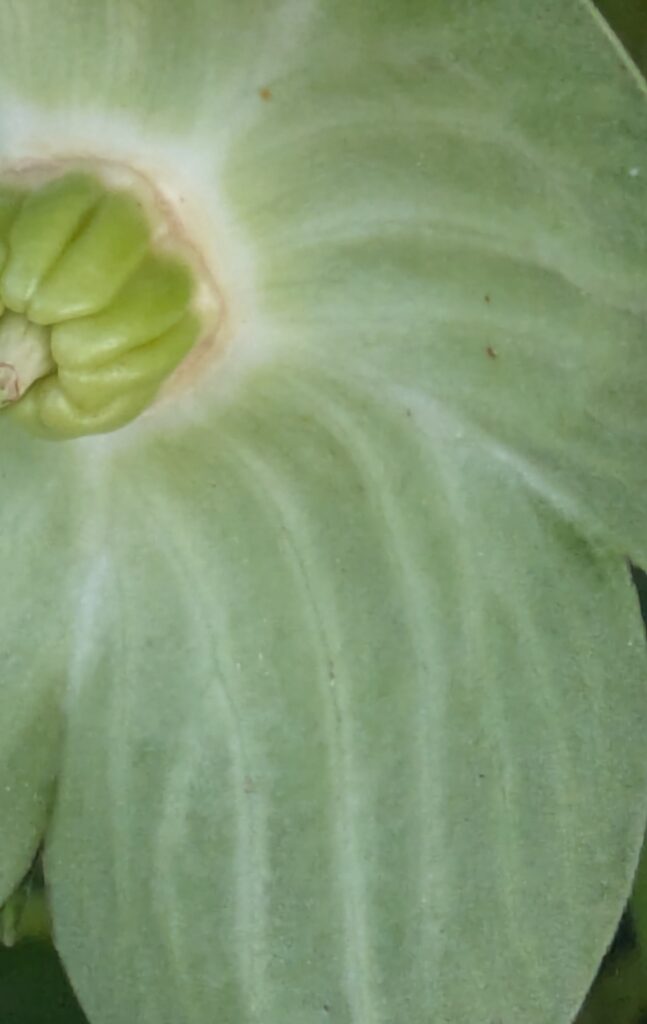 Extreme close-up of a pale green center when the hibiscus flower has fallen.