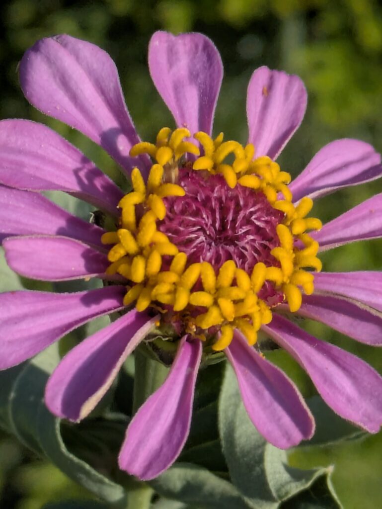 Close-up of a pink zinnia flower with yellow center.