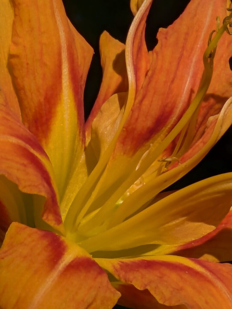 Fiery orange and yellow daylily against a black background.
