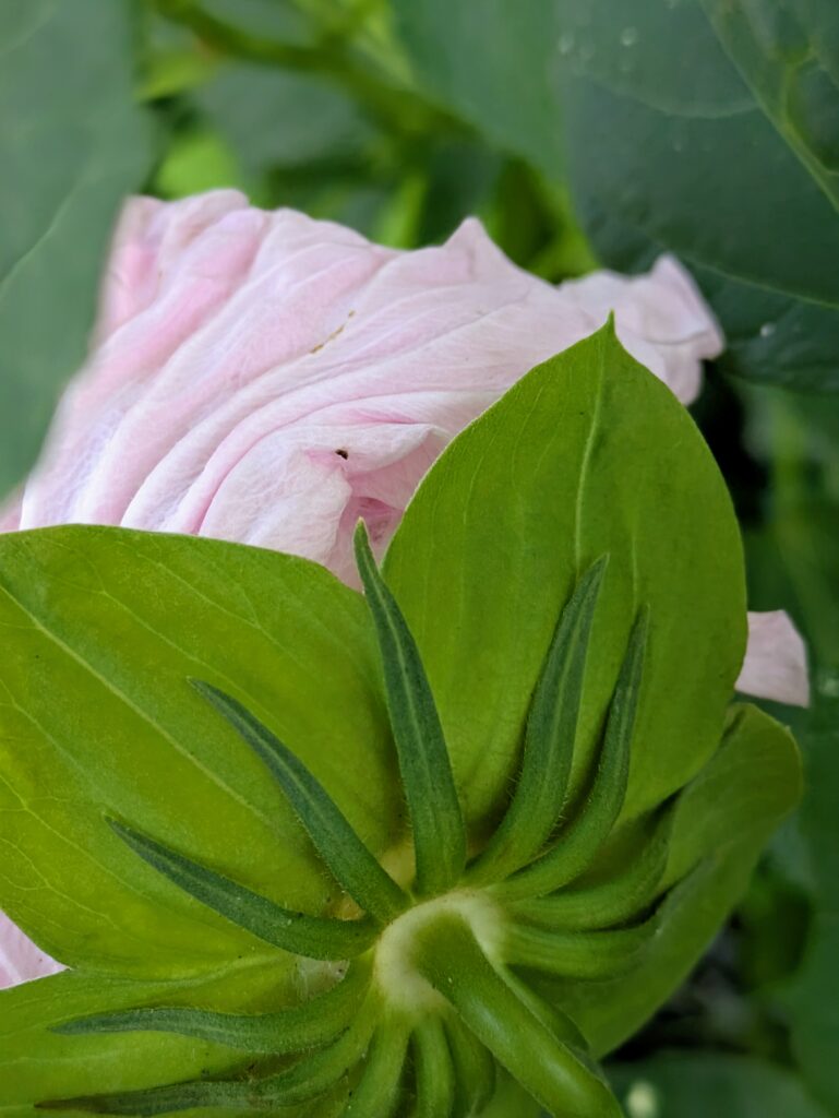 Underside view of a pink hibiscus flower.