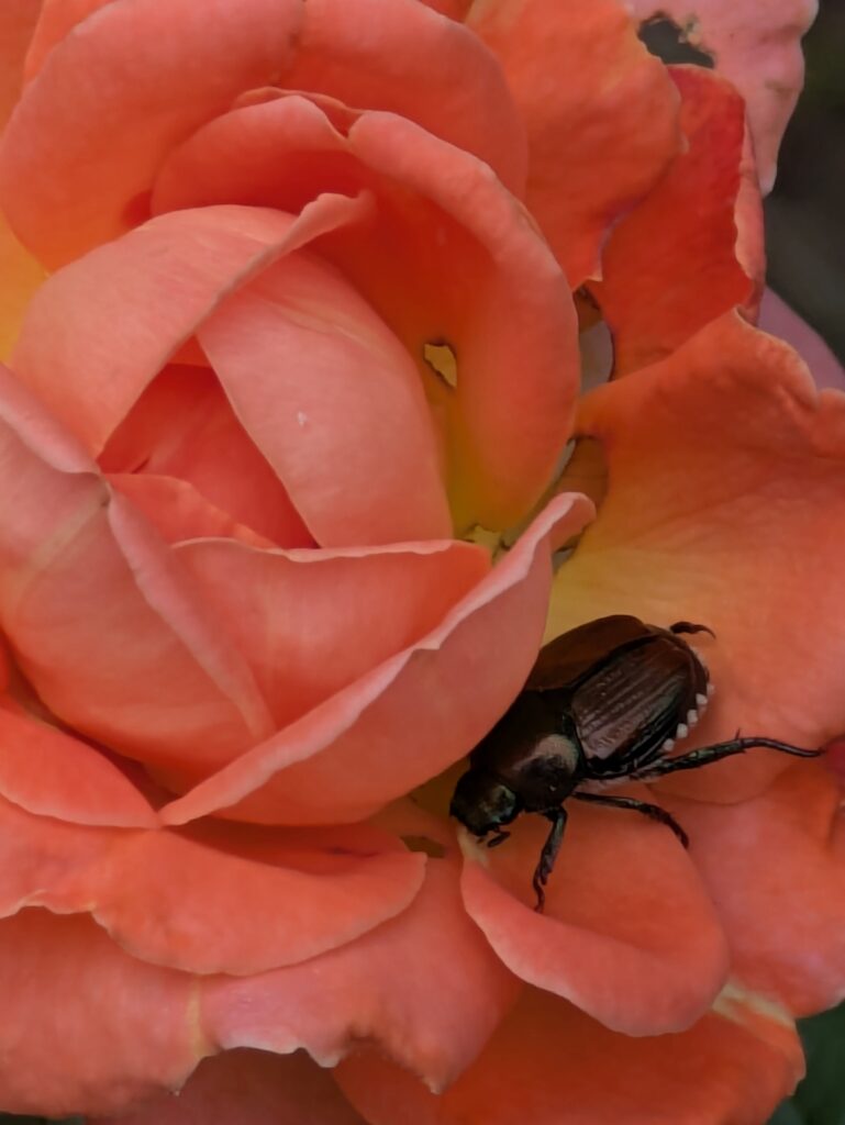 A Japanese beetle on a vibrant coral-orange rose.