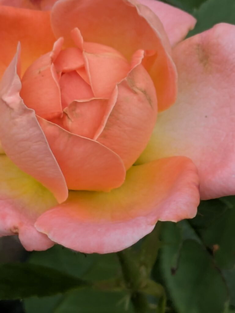 A close-up of a peach and yellow rose unfurling.