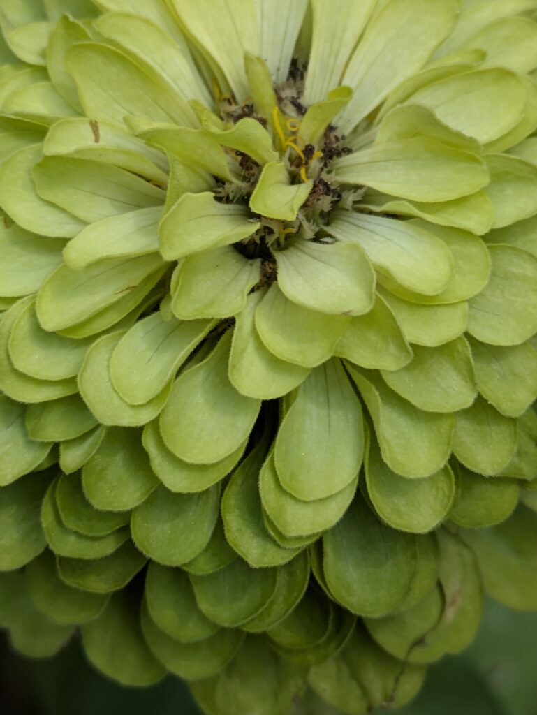 A macro close-up of a chartreuse green zinnia flower.
