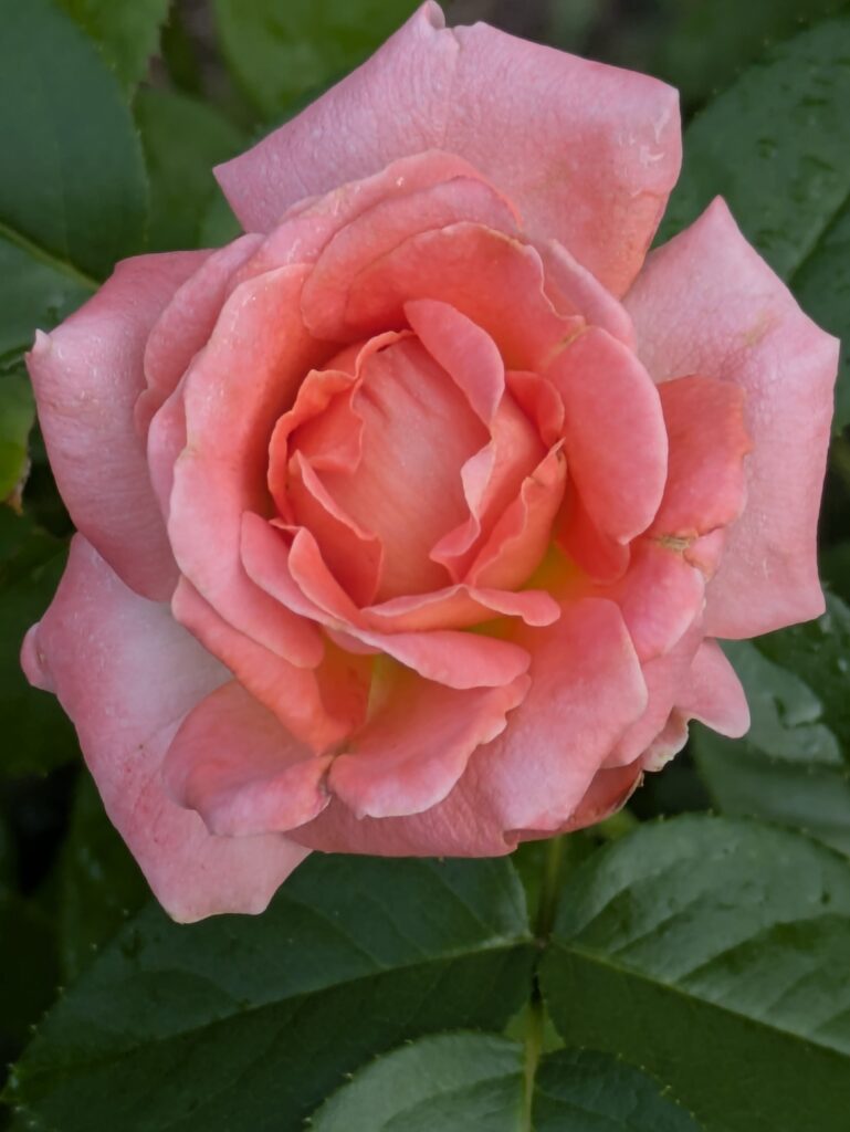 A close-up overhead shot of a coral pink rose.