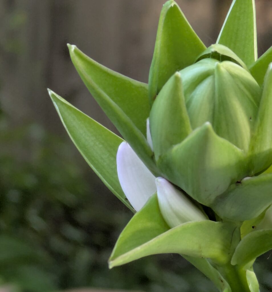 A tight green flower bud ready to bloom.