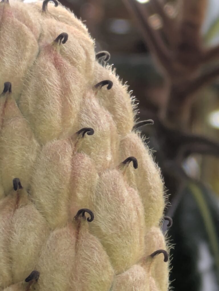 Close-up of a fuzzy, pale yellow magnolia flower.