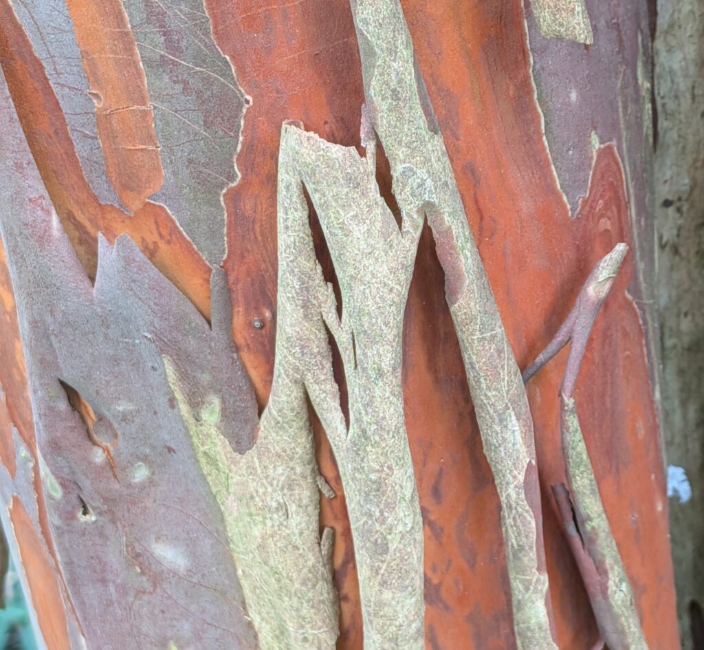 Close-up of peeling bark revealing a reddish-brown tree trunk.