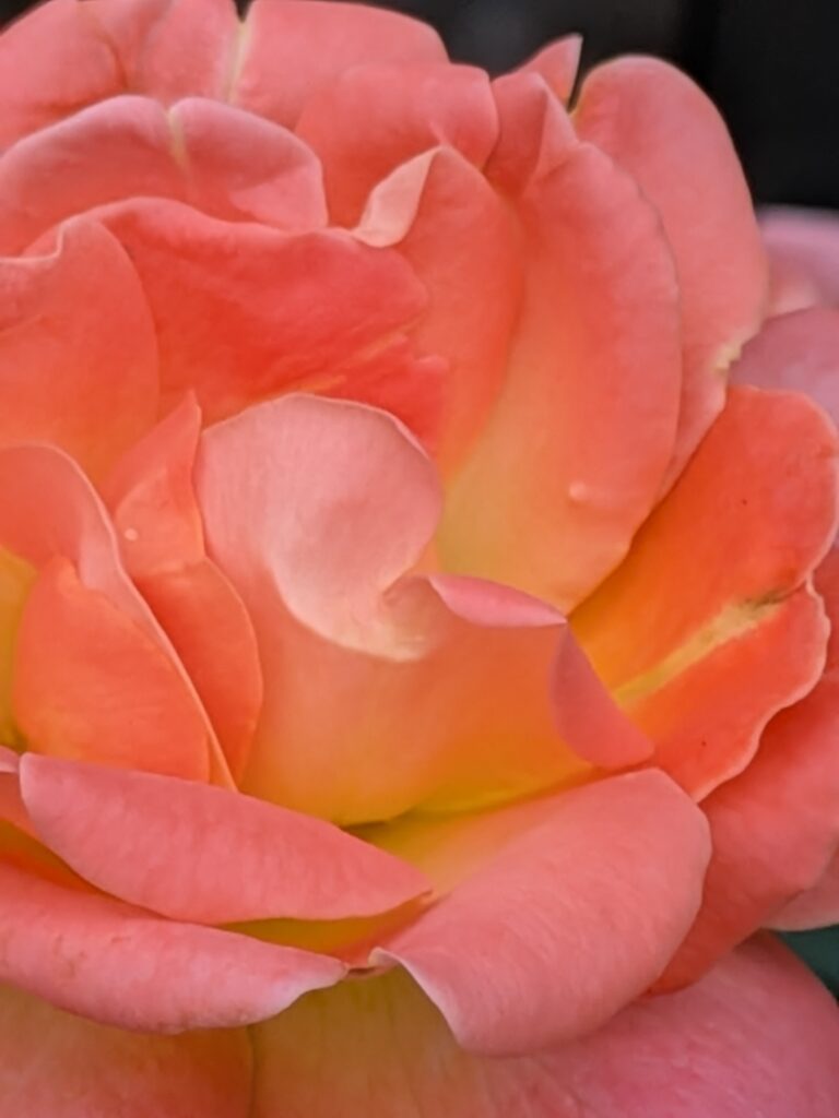 A close-up macro shot of a pink and yellow rose.