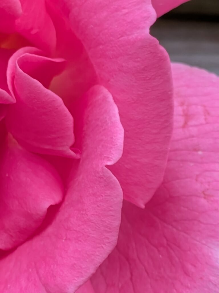 Detailed macro shot of velvety pink rose petals.