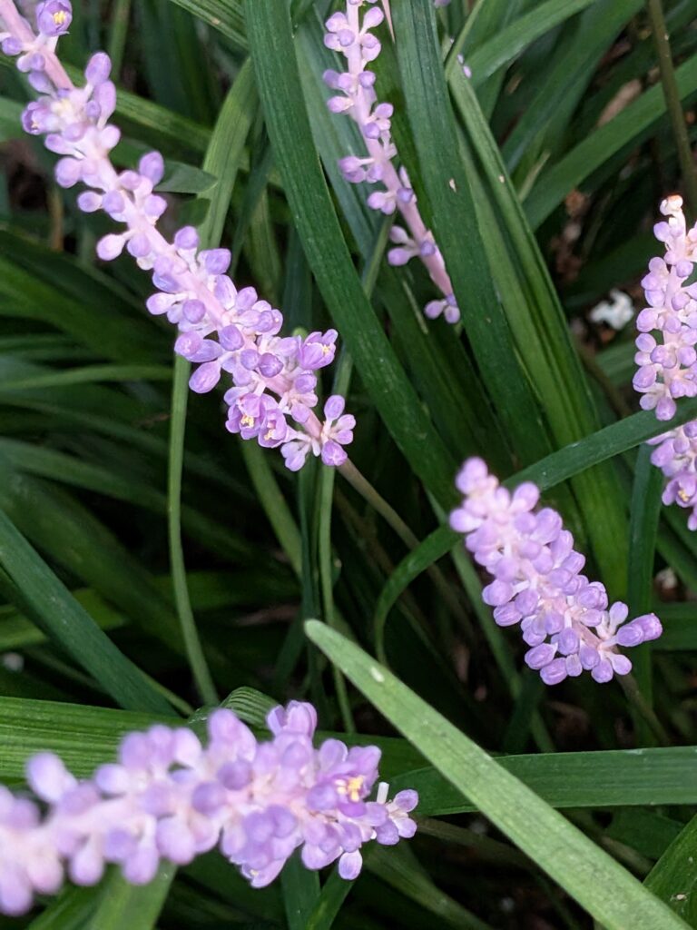 Close-up of purple Liriope muscari flowers among green leaves.