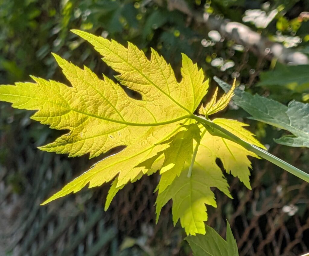 Close-up of a backlit Japanese Hop leaf in sunlight.