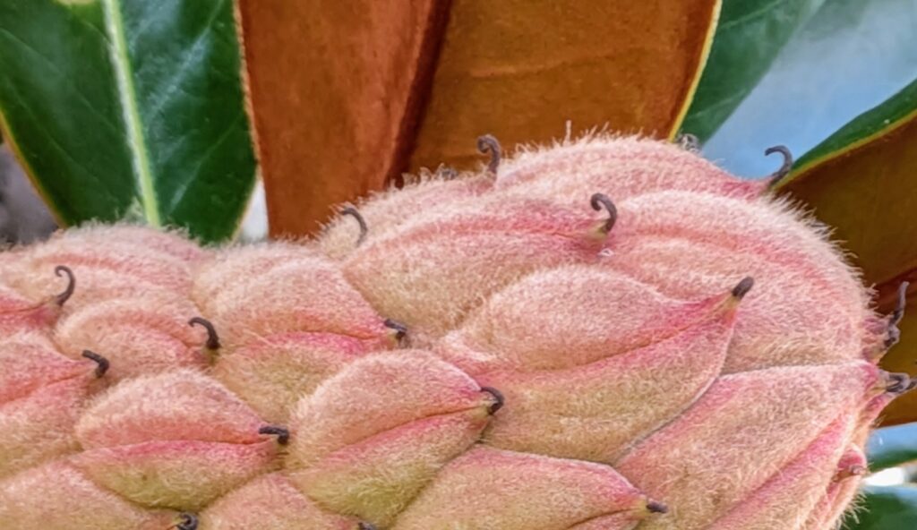 A fuzzy pink Southern Magnolia seed cone with leaves.