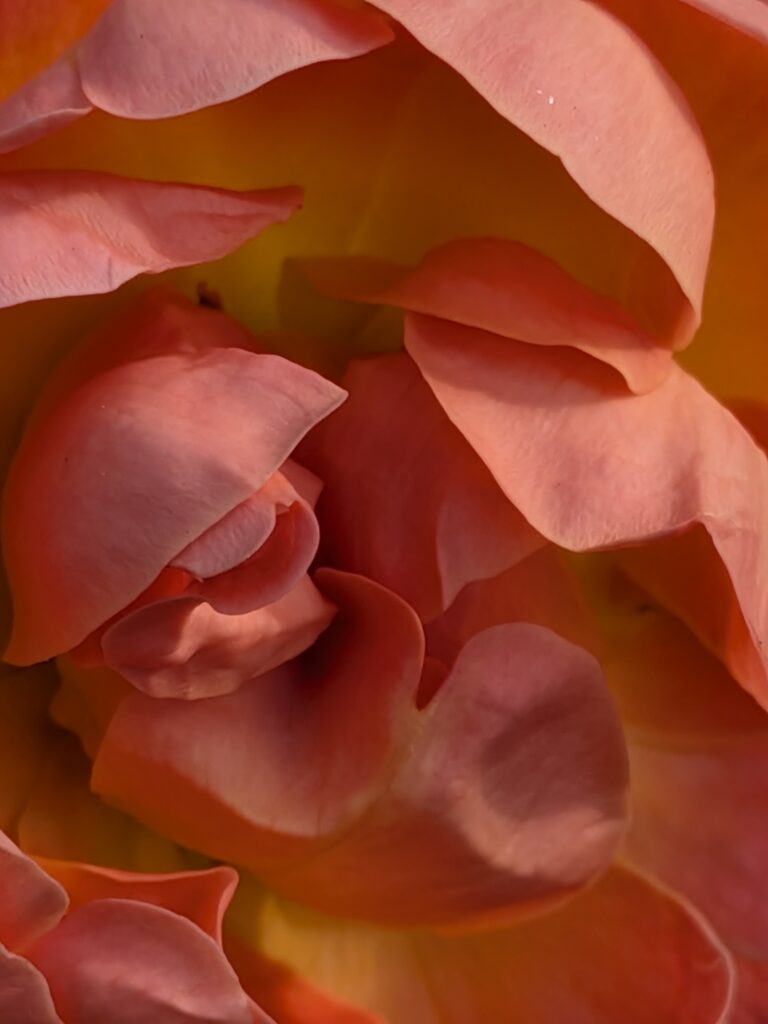 A macro photograph of soft pink and peach petals.