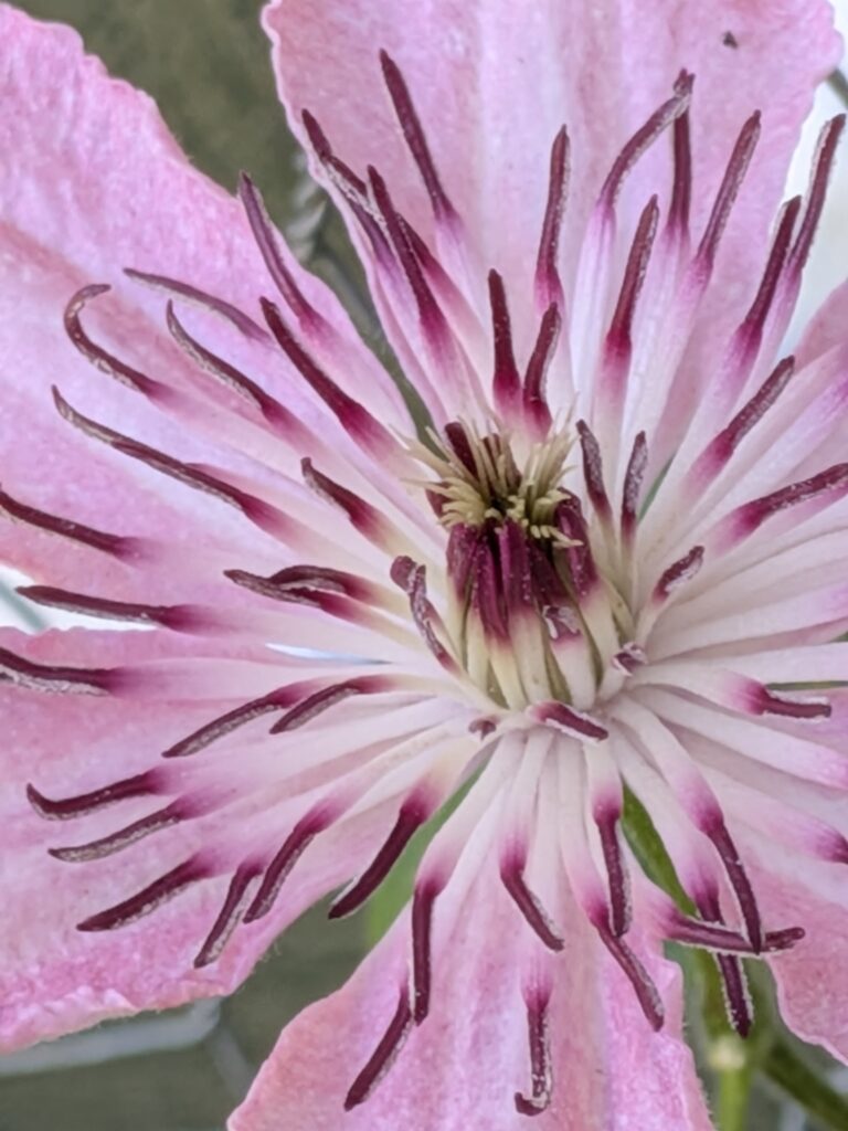 Extreme close-up of a pink clematis flower's intricate center.