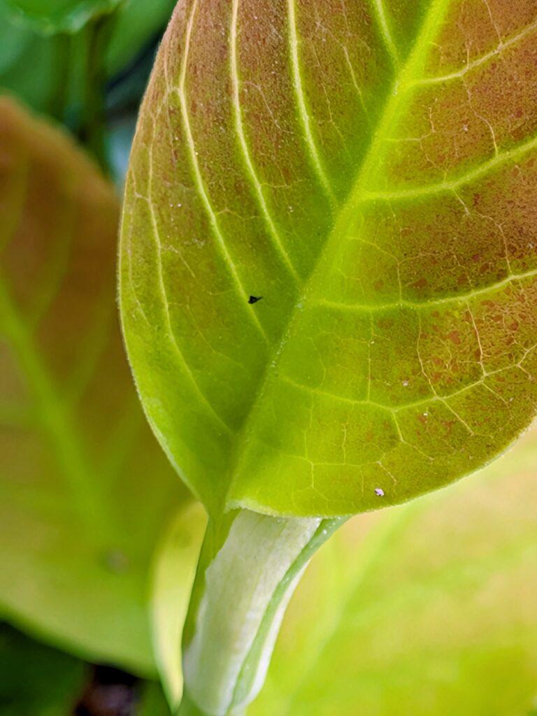Extreme close-up of a new, two-toned leaf unfurling.