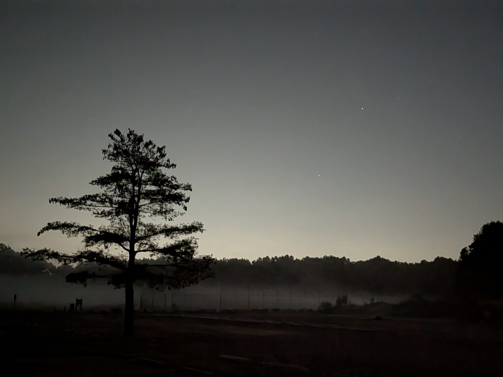 A lone pine tree silhouetted against a foggy twilight sky.