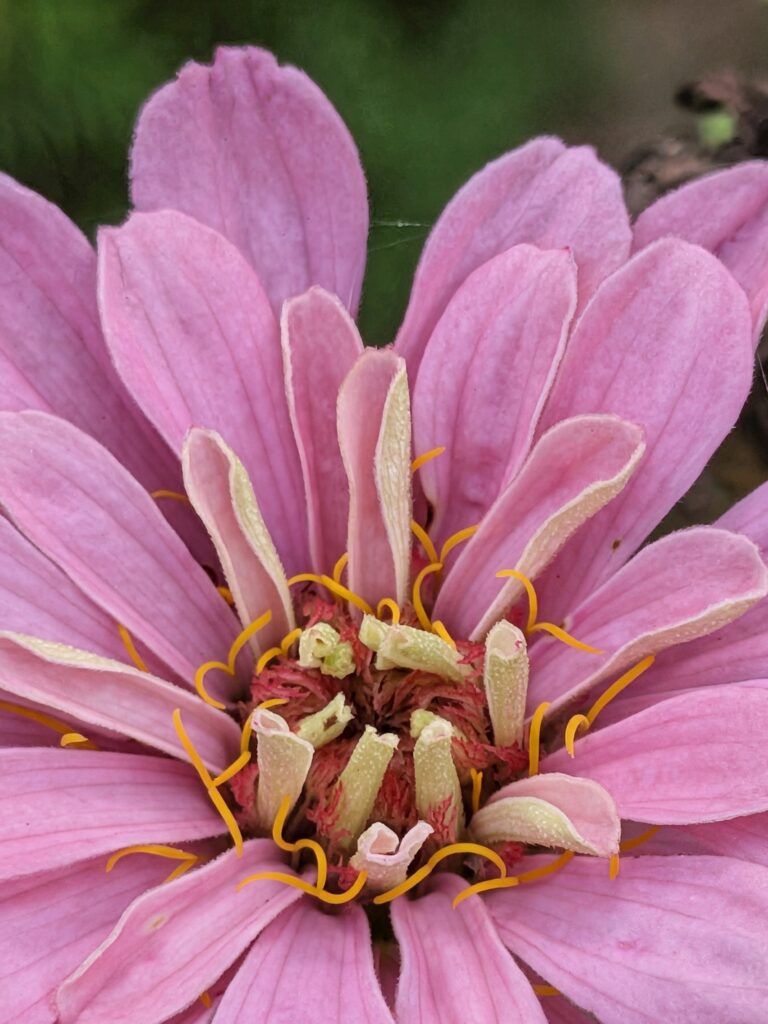 A detailed macro photograph of a pink zinnia flower.