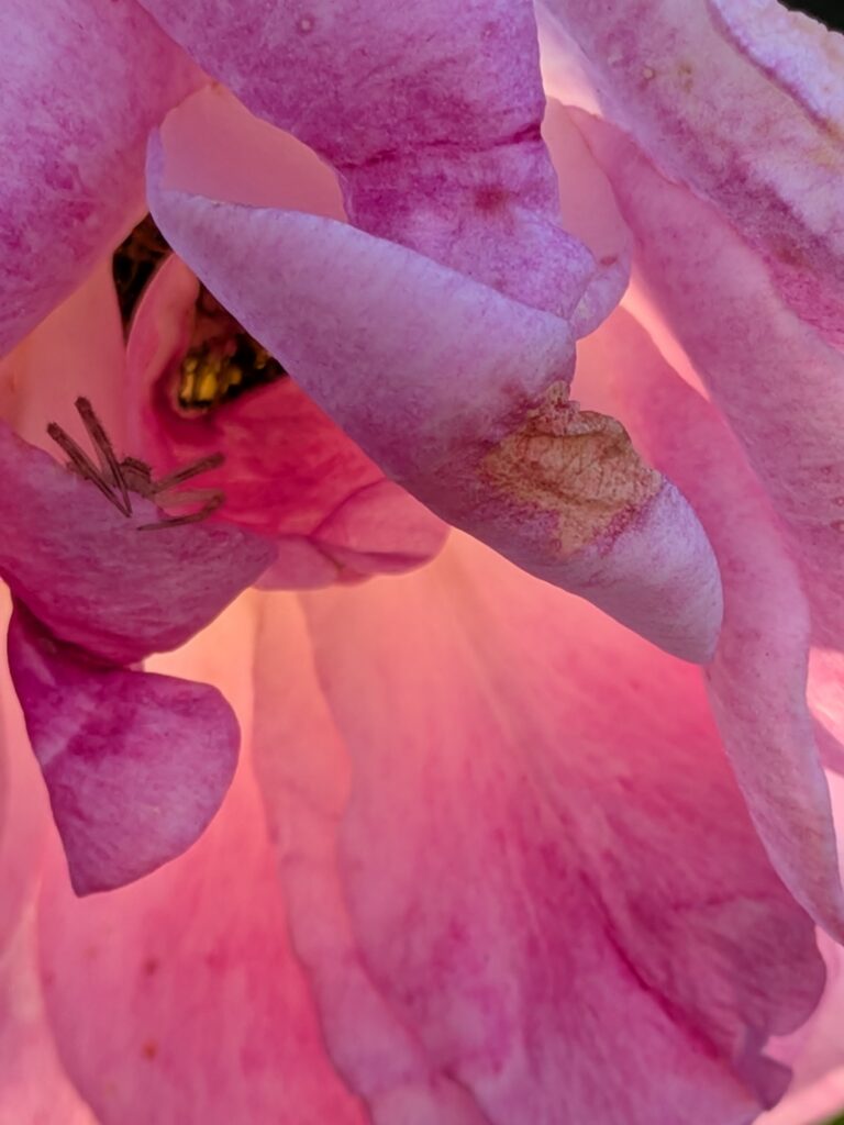 A small crab spider hides inside pink rose petals.