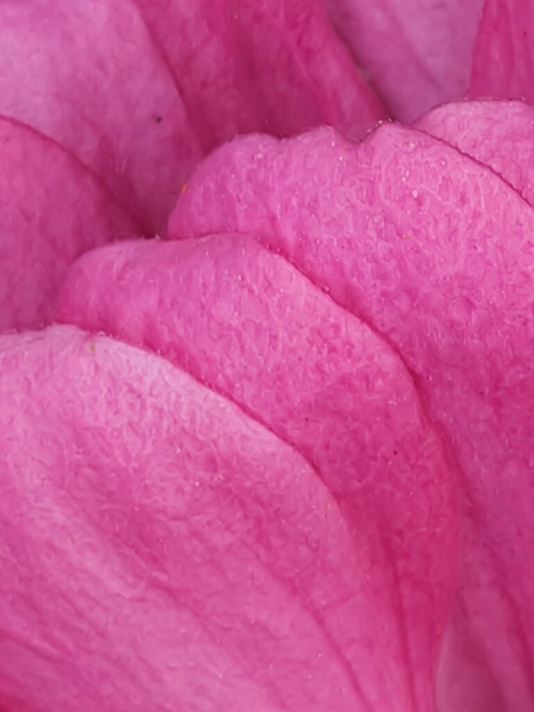 An extreme close-up of vibrant pink layered flower petals.