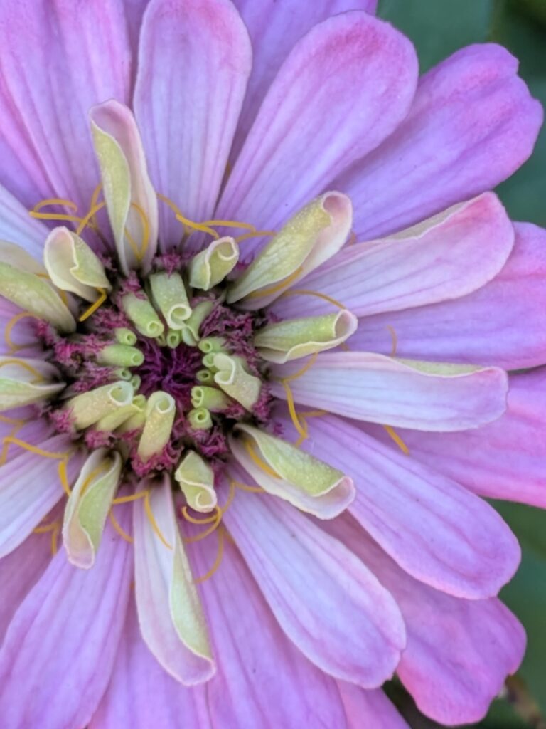 Extreme macro photo of a purple zinnia's intricate center.