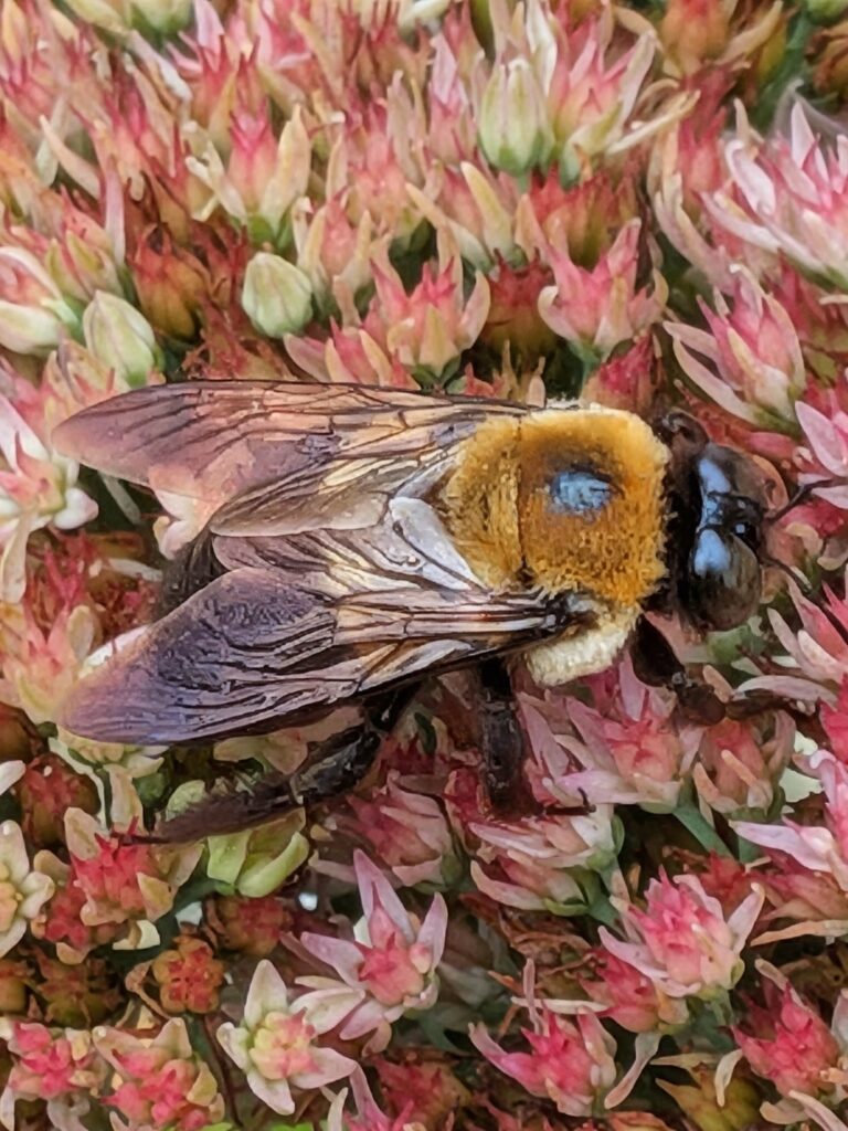 A large carpenter bee feeding on pink sedum flowers.