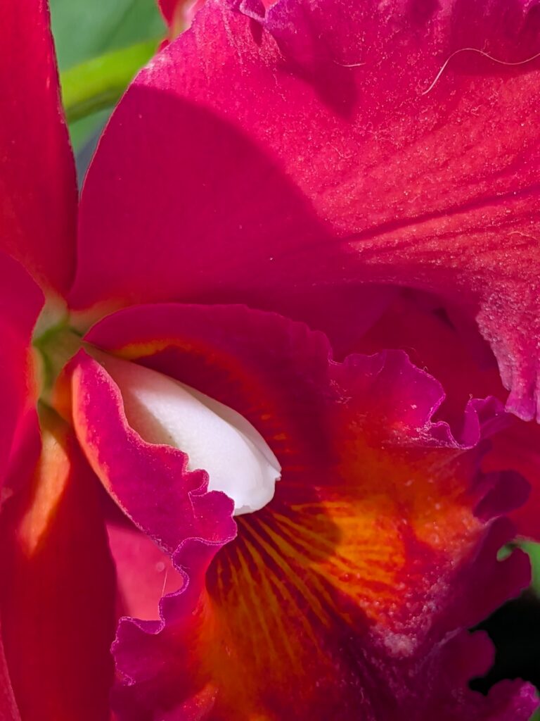Extreme close-up of a vibrant magenta Cattleya orchid flower.