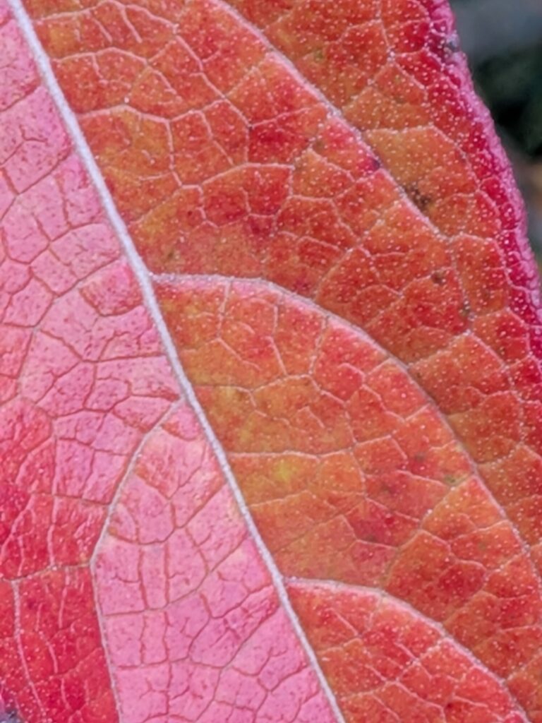 Extreme close-up of a red autumn leaf showing veins.
