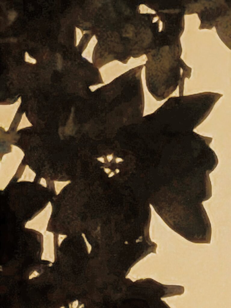 An artistic, dark silhouette of a southern magnolia.