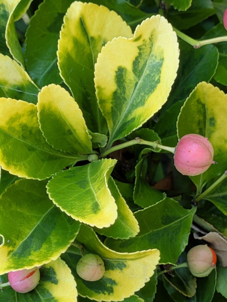 Variegated Euonymus japonicus shrub with pink fruit capsules.