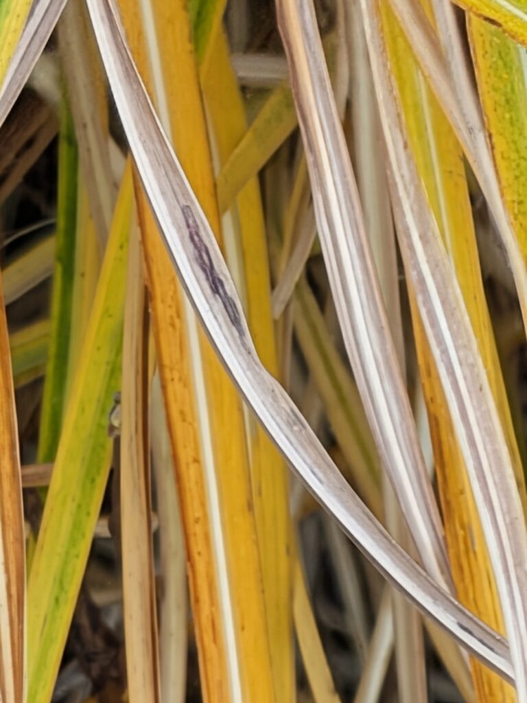 Close-up of variegated ornamental grass blades in autumn colors.