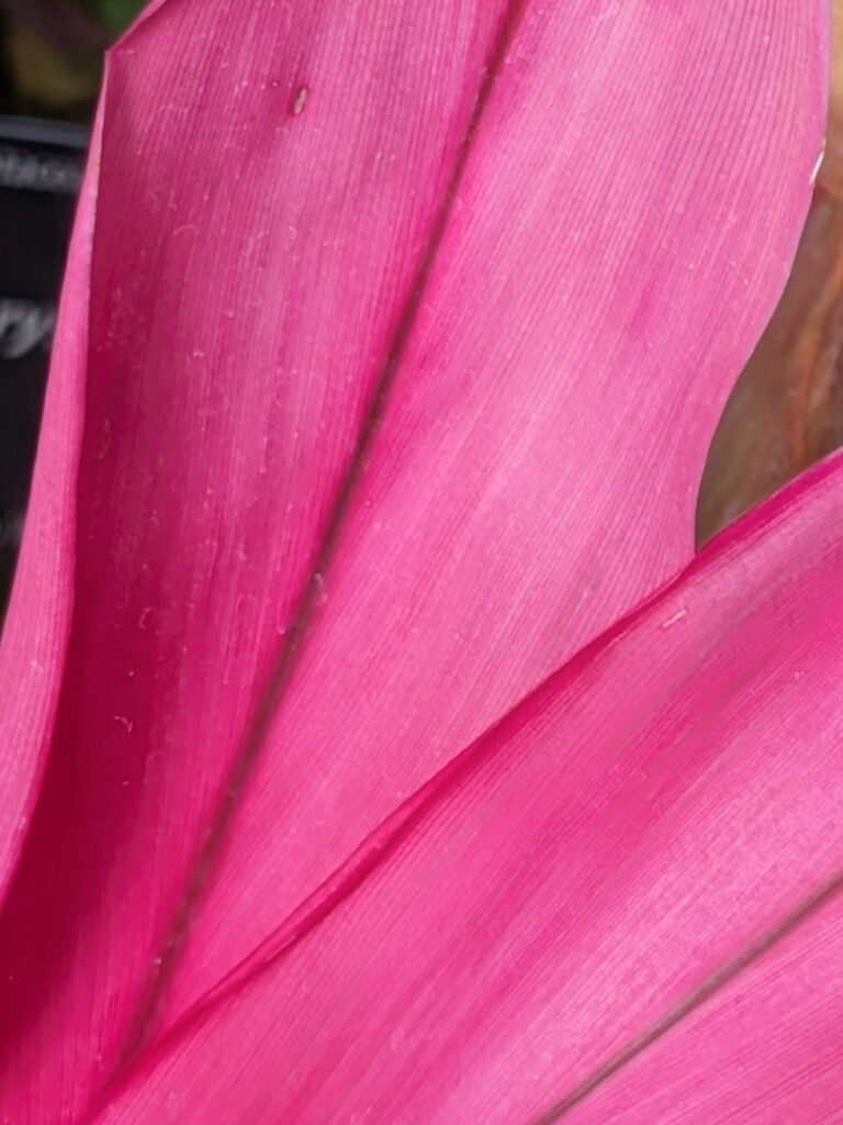 A close-up of a vibrant hot pink Cordyline leaf.