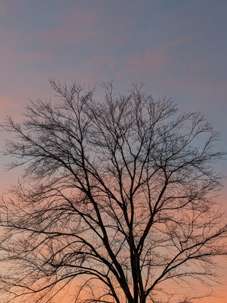 Oak tree at sunset.