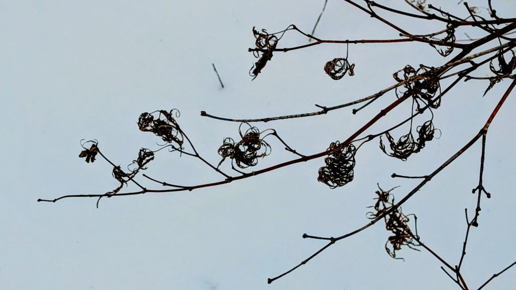 Dried curled leaves on bare branches against winter snow.