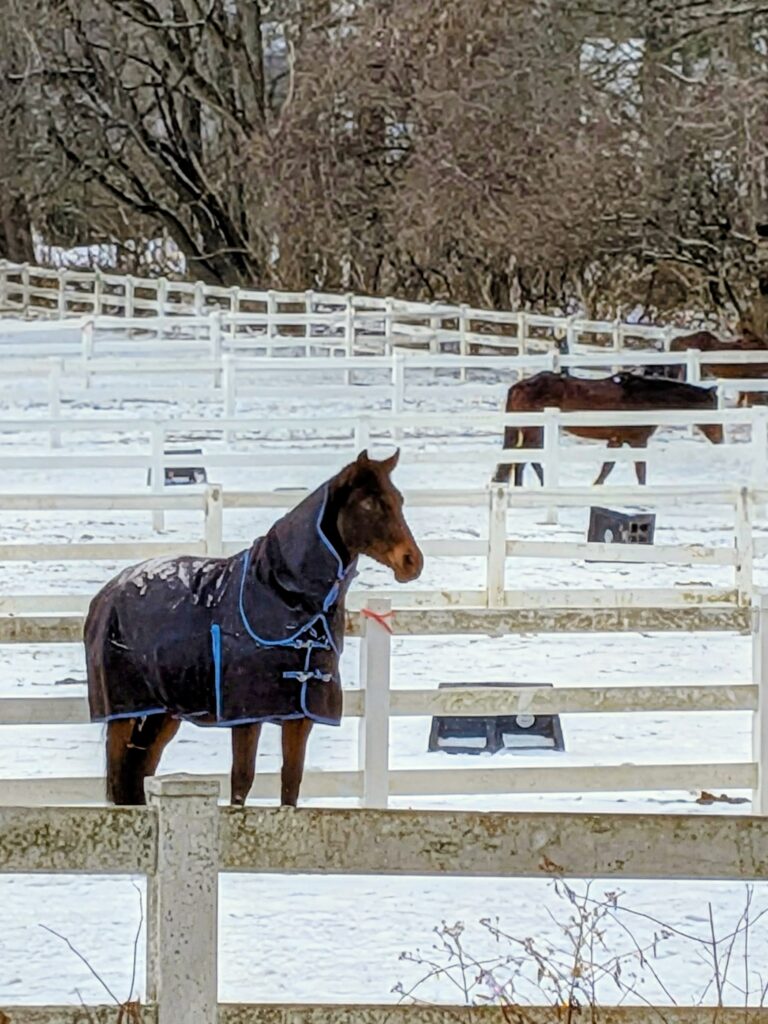 Brown horse in a winter blanket standing in snow.