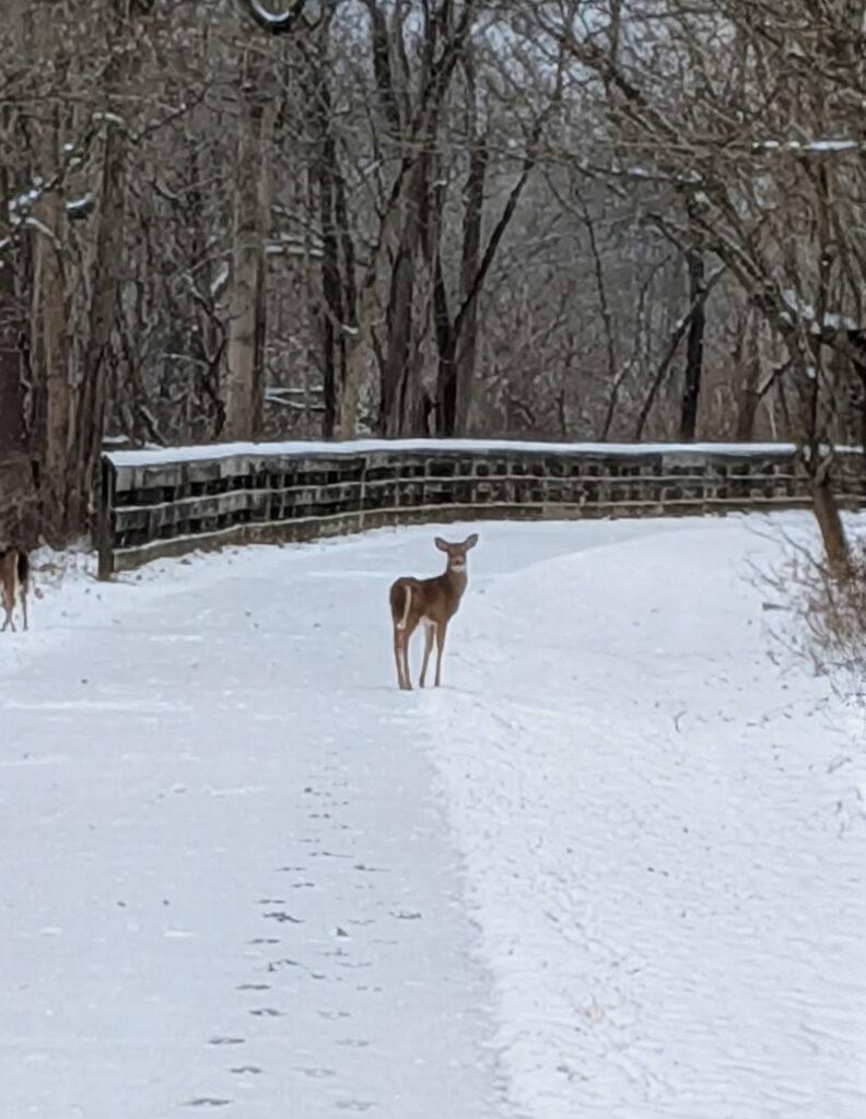 A young deer stands on a snowy forest path.