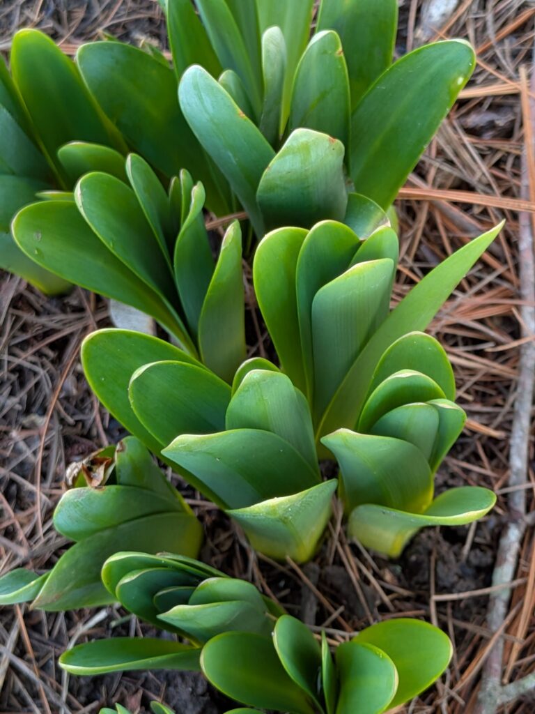 Lush green bulb shoots sprouting through brown pine straw.