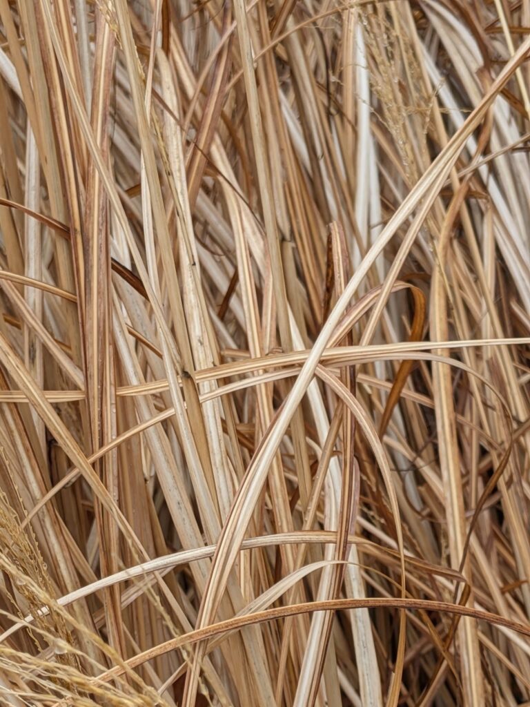 Dried ornamental grass crisscrossing like unkempt hair.