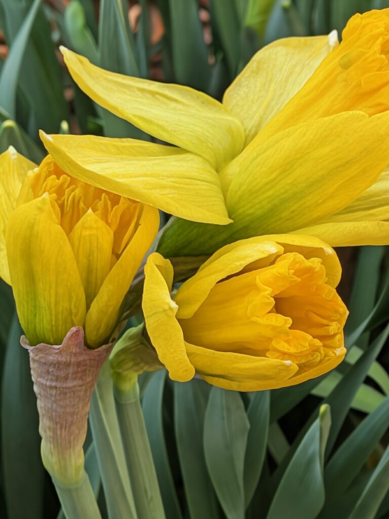 Very young daffodils in early spring, not quite fully open.