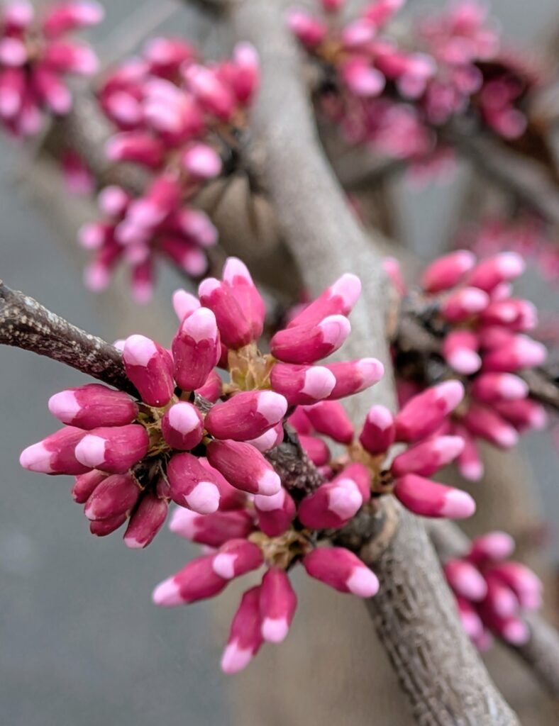 Flower buds