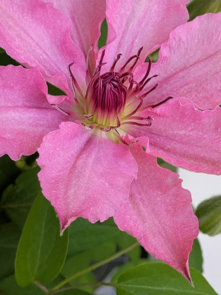 Clematis