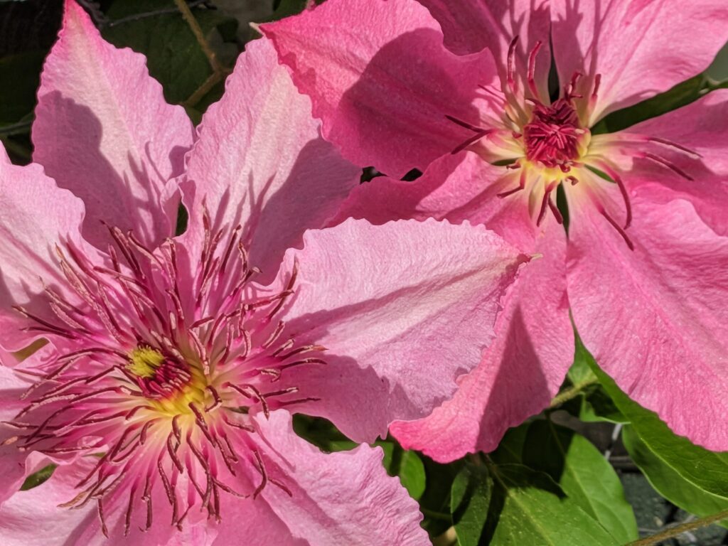 Clematis