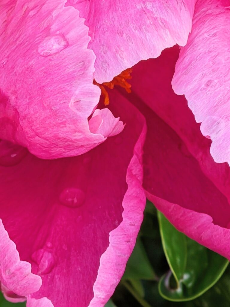 Close-up of a Peony