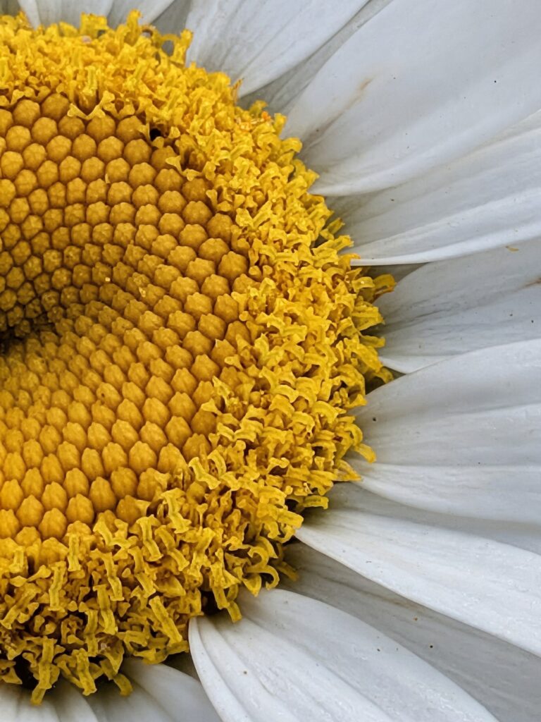 Close-up of a Daisy